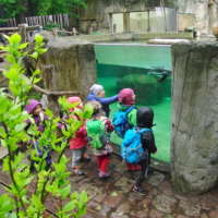 Bild Wir beobachten die Pinguine